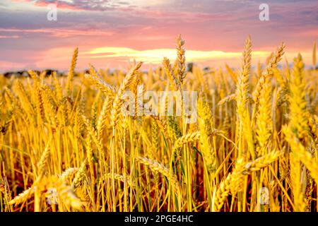 Farmining fields in sunset, Germany Stock Photo