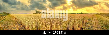 Farmining fields in sunset, Germany Stock Photo