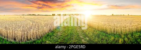 Farmining fields in sunset, Germany Stock Photo
