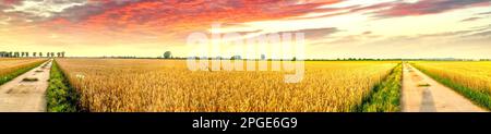 Farmining fields in sunset, Germany Stock Photo