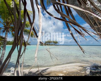 Palm Trees on the Blue Lagoon beach at Rangiroa Atoll, French Polynesia, in the South Pacific Stock Photo