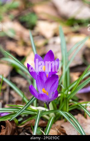 Purple Crocuses in early springtime. England, UK Stock Photo
