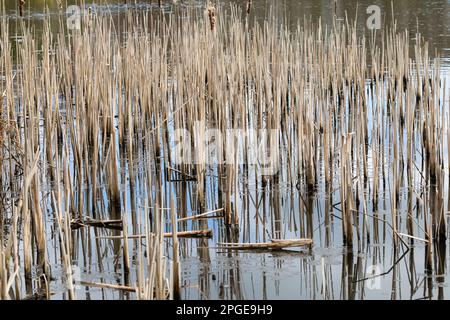 Dry reeds in a lake closeup. Stock Photo