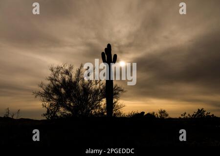 A magnificent Saguaro cactus is seen from a trail in the Sonoran desert northeast of Phoenix, Ariz. They are mature at about 120 years old Stock Photo