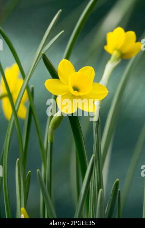 Yellow, Daffodil, Narcissus, Flower, Narcissus rupicola, Dwarf, Daffodils, Blooms, Spring, Bloom Stock Photo