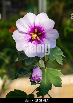 Pink centered white flower and opening bud of the hal-hardy tree mallow shrub, Lavatera aff maritima 'Bicolor' Stock Photo