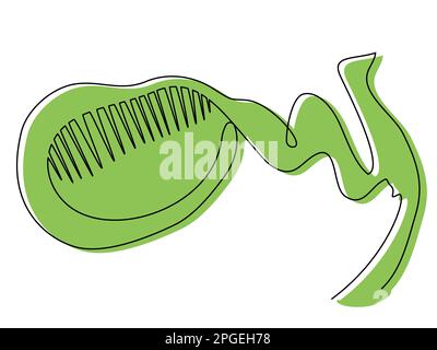 Gallbladder in one line with a green silhouette on a white background.  Stock Vector