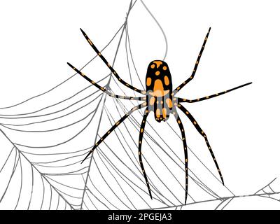 Spider with orange spots weaving a web on a white background. Stock Vector