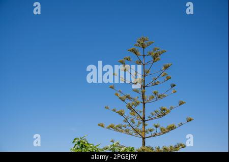 A green Araucaria tree against a blue sky in the Algarve Portugal Stock Photo
