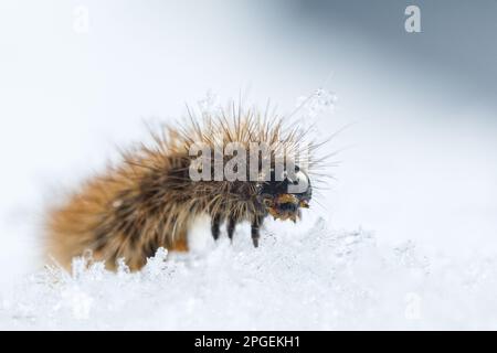 Clouded buff moth caterpillar (Diacrisia sannio) walking on snow Stock Photo