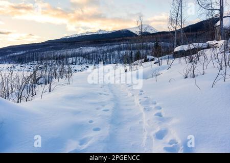 Winter landscape of snowy hill with footprint on trail in the forest at the morning Stock Photo