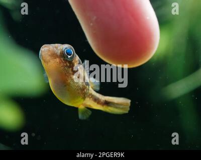 Pet dwarf pea puffer (Carinotetraodon travancoricus) playing close to human finger in aquarium Stock Photo