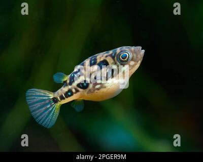 Female dwarf pea puffer fish (Carinotetraodon travancoricus) with blue spots and round belly, side closeup with dark background Stock Photo