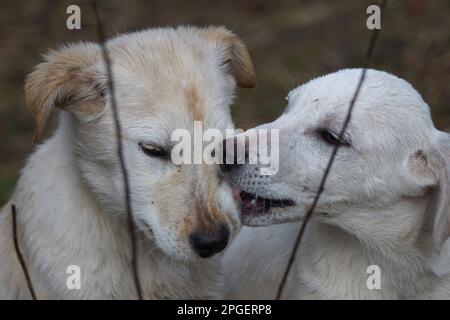 Stray and poor dog in the field, beautiful homeless animals banner background. Stock Photo