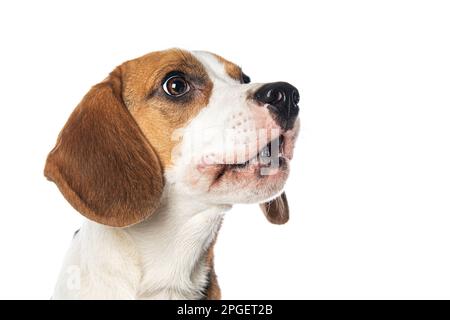 Beagle store puppy barking