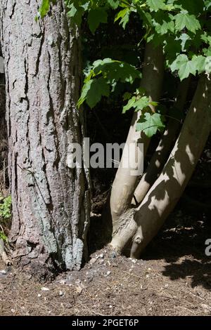 Corsican pine and Sycamore tree trunks, rough and smooth bark Stock Photo