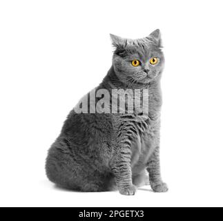 A fat shorthair cat with big red eyes sits on a white background. Animal obesity. British cat on a white background. Stock Photo
