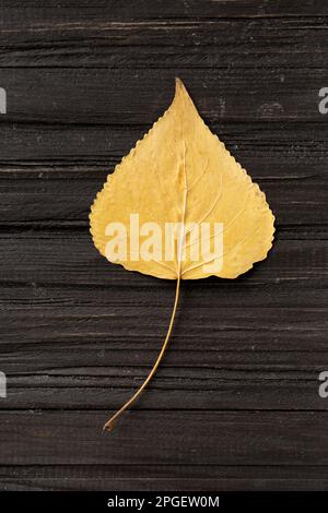Dry yellow leaf on a structural wooden background top view. Autumn leaf on a dark background. Dry poplars leaf. Autumn composition. Stock Photo