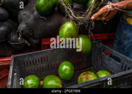 A Colombian worker transfers fresh avocados from a mesh bag into a