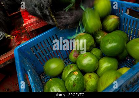 https://l450v.alamy.com/450v/2pgeyfc/fresh-avocados-are-seen-transferred-from-a-mesh-bag-into-a-plastic-crate-in-the-street-market-in-cali-colombia-2pgeyfc.jpg