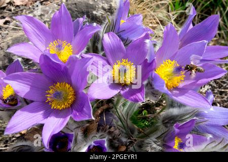 Early bloomers flowers Spring, Plant, Pasque flower, Pulsatilla, Bee, Flower, Honey bee Stock Photo