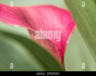 Close up of a pink calla lily (Zantedeschia aethiopica) also known as a arum lily Stock Photo