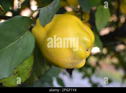 Quince (Cydonia oblonga) fruits ripen on the branch of the bush Stock Photo