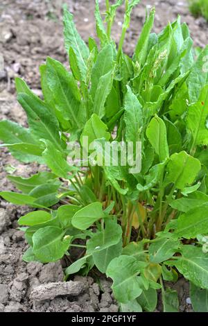 Sorrel grows in open organic soil in the garden Stock Photo