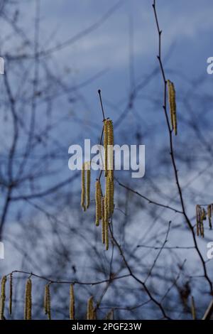 Close-up shot of yellow catkins of the hazelnut tree starting to bloom in early spring with blue sky in the background. Hazelnuts in Bloom. Stock Photo