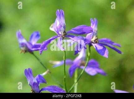 Consolida regalis blooms in the field among crops Stock Photo