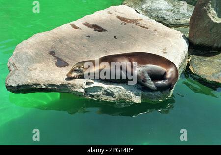 Sea Lion On A Rock, A sleepy sea lion resting on a rock in light and dark green water. Stock Photo
