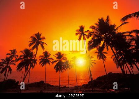 TALL PALM TREES NORTH BEACH KOVALAM KERALA INDIA Stock Photo