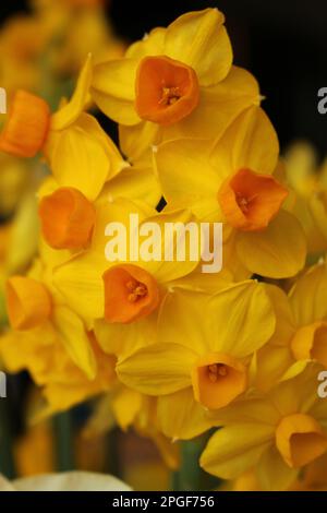 Cluster of small Jetfire (Cyclamineus) daffodils in springtime against a dark black background. Cute miniature daffodils with golden petals + orange Stock Photo