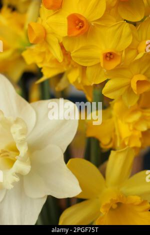 Daffodil flowers in the different background, Easter Decoration Stock ...