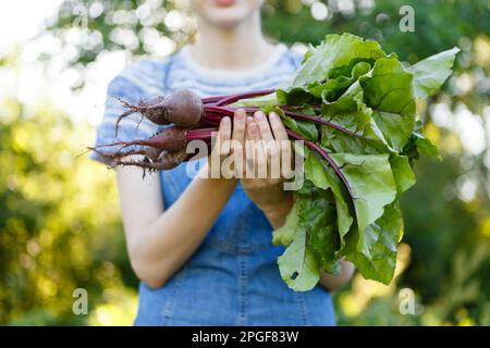 woman harvests fresh red beets that she has grown on her farm Stock Photo