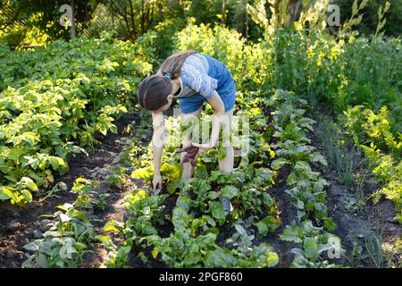 young woman harvests fresh red beets that she has grown on her farm Stock Photo