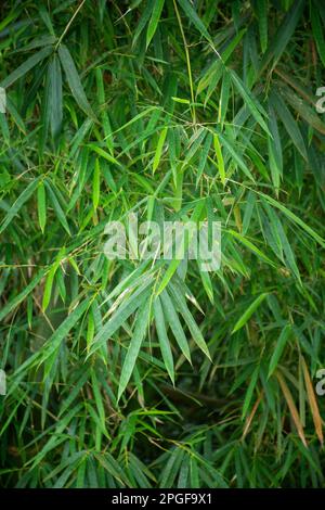 Beautiful view to green bamboo leaves in rainforest area Stock Photo