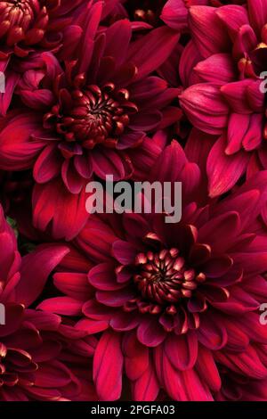 Beautiful autumn burgundy flowers background , top view. Floral layout or  card frame. Fall chrysanthemum composing Stock Photo - Alamy
