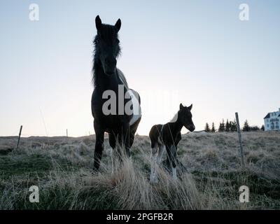 Newborn foal with mother at midnight Stock Photo