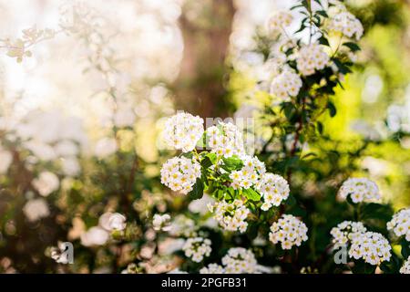 White flowers on a green bush with sun rays and bokeh Stock Photo