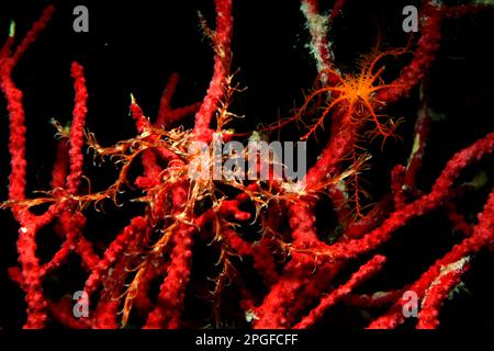 Crinoid, Antedon mediterranea, on Paramuricea chamaleon, Capo Caccia, Alghero, Sardegna,  (Sardinia), Italy (Mediterranean sea) Stock Photo