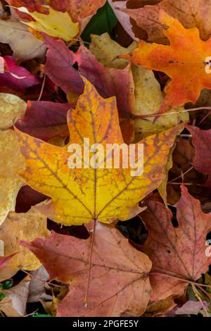 Close-up shots on the ground showing their Autumn colours, Brownsburg, Quebec, Canada Stock Photo
