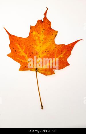 Studio shot of single maple leaf on white background, showing its Autumn, Fall colour. Stock Photo