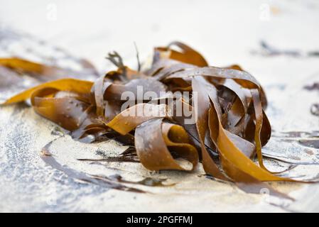 Atlantic Oarweed seaweed, Kelp (Laminaria Digitata) on sandy beach in UK Stock Photo