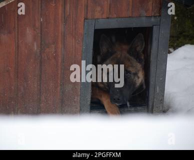 Malinois laying  in the open dog house in winter, covered with snow Stock Photo