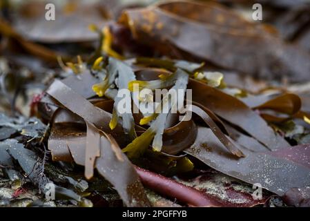 Kombu Kelp - Alga Kombu Kombu kelp is a large brown algae seaweed. Binomial  name: Laminaria Ochroleuca. It is an edible seaweed used extensively in J  Stock Photo - Alamy