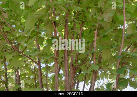 Hazel tree branches with leaves in May Stock Photo