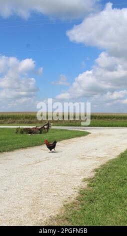 Free range chickens on the farm Stock Photo