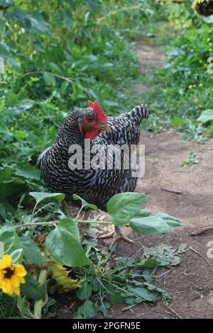 Free range chickens on the farm Stock Photo