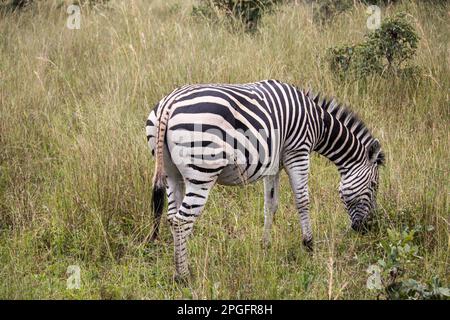 Zebra in her natural habitat in savannah, Imire Rhino and Wildlife Conservancy, Zimbabwe Stock Photo